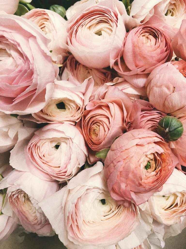 pexels-photo-931177-931177 Close-up of a romantic bouquet of pink ranunculus flowers, ideal for weddings.
